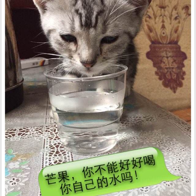 葛底斯堡学院本科学位证